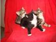 kittens for sale tabby n white & black n white 7 weeks....