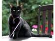 Lovely black cat for sale. Hi Unfortunately I'm having....