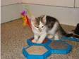 kittens. 2 male 2 female kittens white and tabby and....