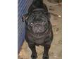 Pug Dog KC registered,  Solid Black,  19 months, ....