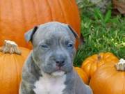 American Staffordshire Terriers For Sale