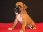 Intelligent and trained male and female Boxer Puppies