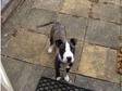 6 month old mastuff cross puppy for sale 150. have a 6....