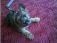 Cairn terrier puppy for sale,  absolutely adorable but....