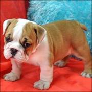 Adorable and lovely English bulldog puppies for a loving home