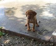 Very Cute And Beautiful Vizsla Puppies For Pet Lovers