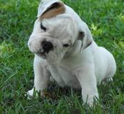 Cute and Adorable English Bulldog Puppies for Sale