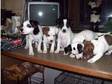Jack Russell Puppies For Sale Male And Female Various....