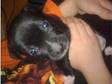 STAFFORDSHIRE BULL terrier puppy 7 weeks old ,  having to....