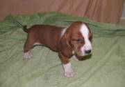 beautiful basset huands puppy for good homes