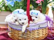 5 Teacup Bichon Frise Puppies for Sale