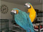 young blue and gold macaw parrots